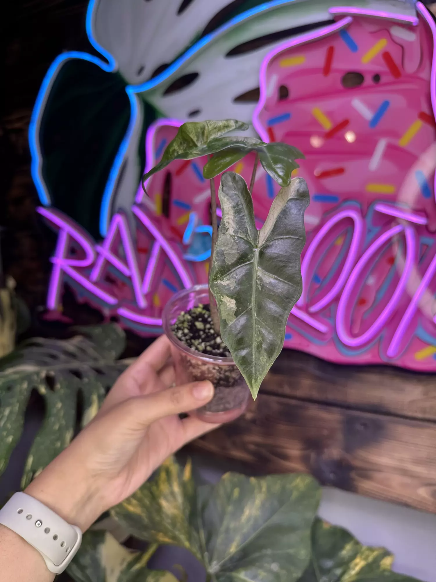 plant/Pink pseudosanderiana-0