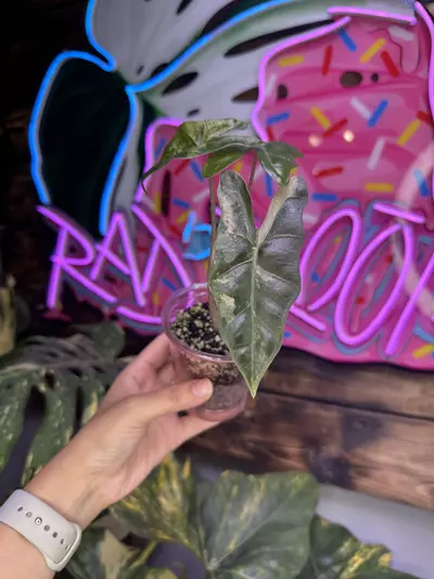 plant/Pink pseudosanderiana-0-thumbnail