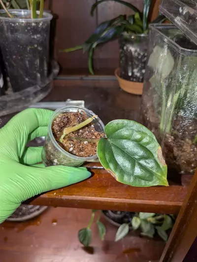 plant/Anthurium Rad X Lux-0-thumbnail