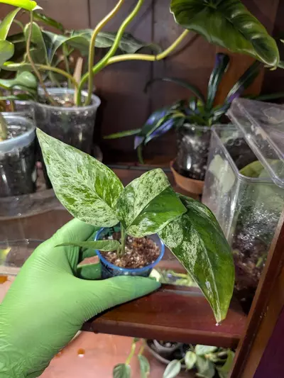 plant/Epi Marble-0-thumbnail