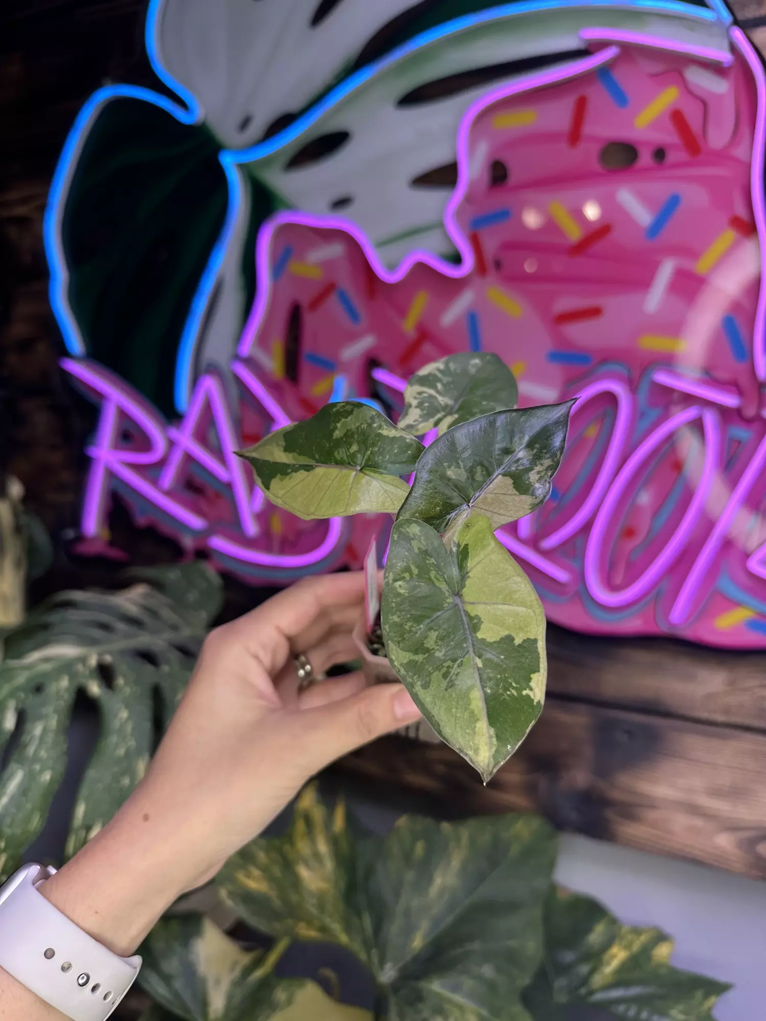 plant/High var Yucatán Princess Aurea corm grown-0