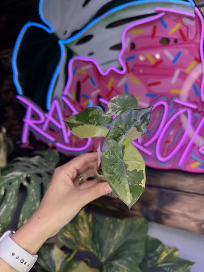 plant/High var Yucatán Princess Aurea corm grown-0-thumbnail