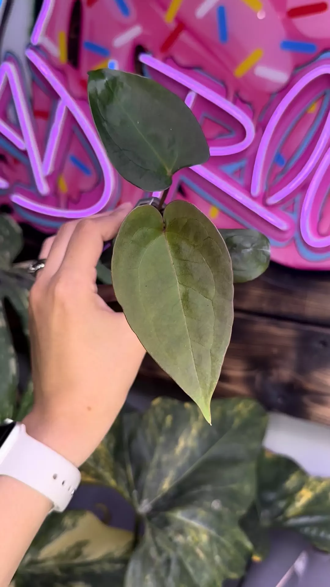 plant/Red Spider (ROJ x Forgetii)-1