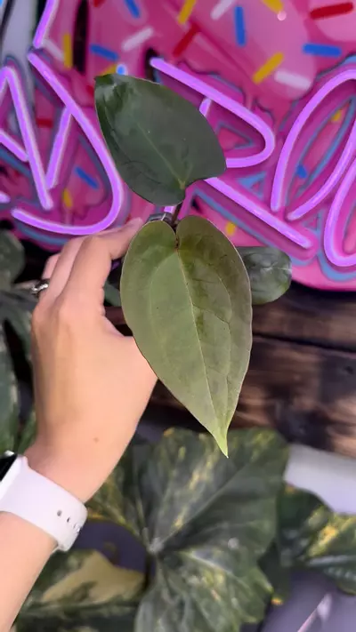 plant/Red Spider (ROJ x Forgetii)-1-thumbnail