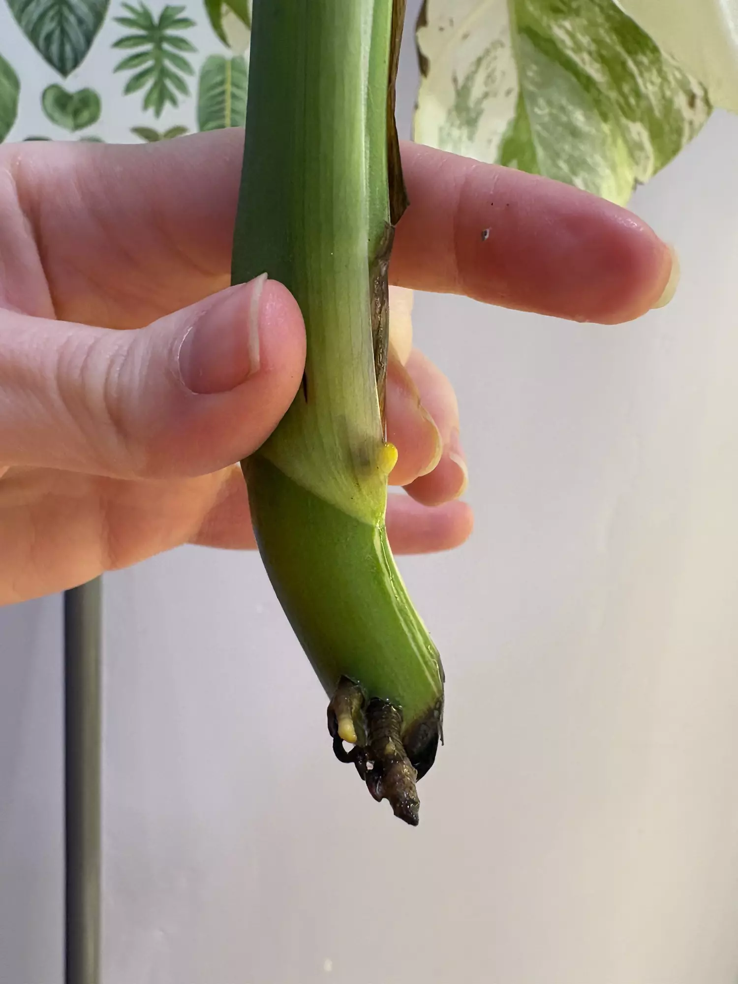 plant/Monstera Albo top cut starting to root large leaves-2
