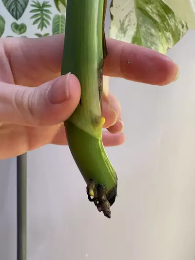 plant/Monstera Albo top cut starting to root large leaves-2-thumbnail