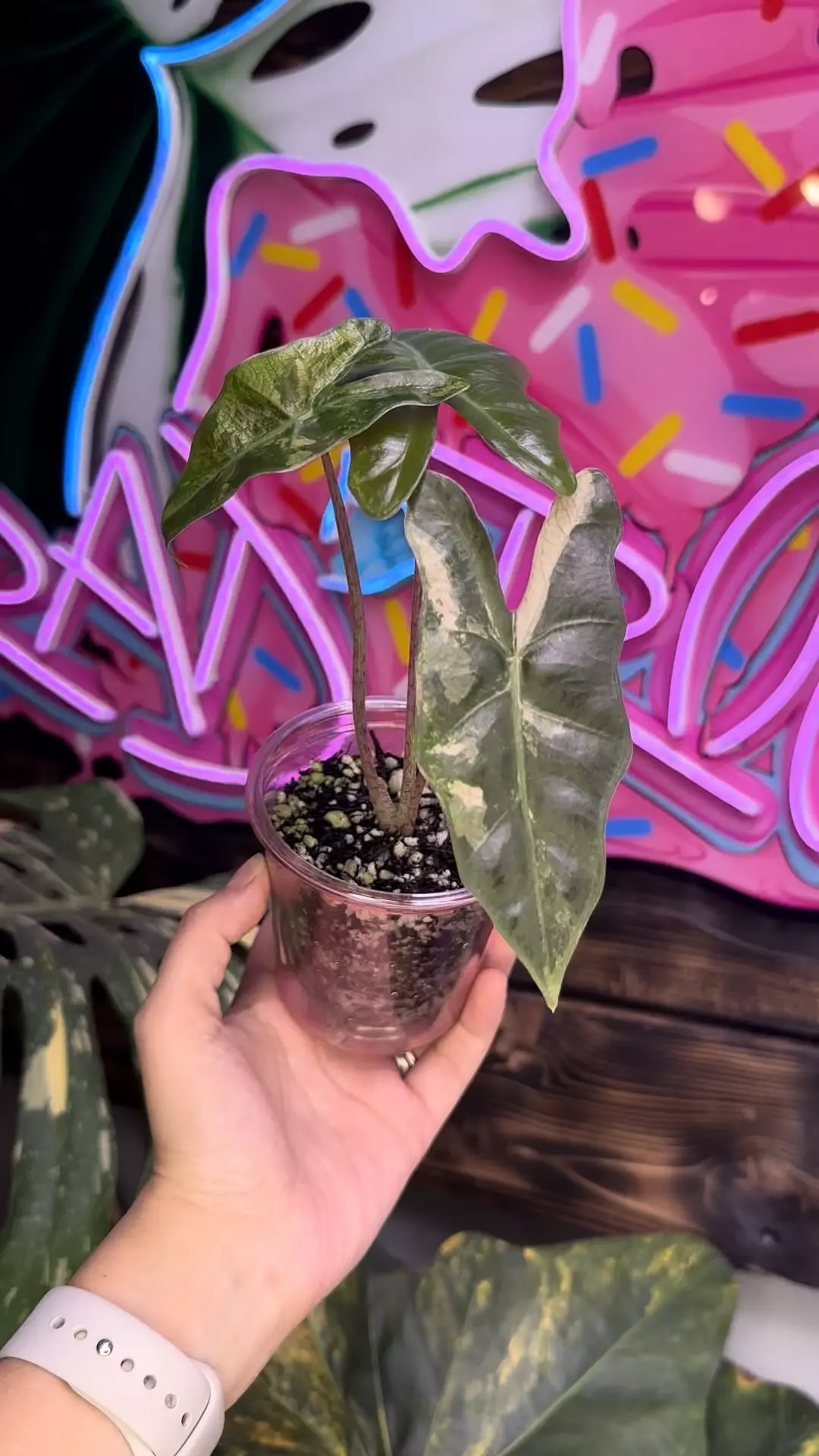 plant/Pink pseudosanderiana-3