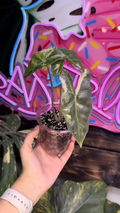 plant/Pink pseudosanderiana-3-thumbnail