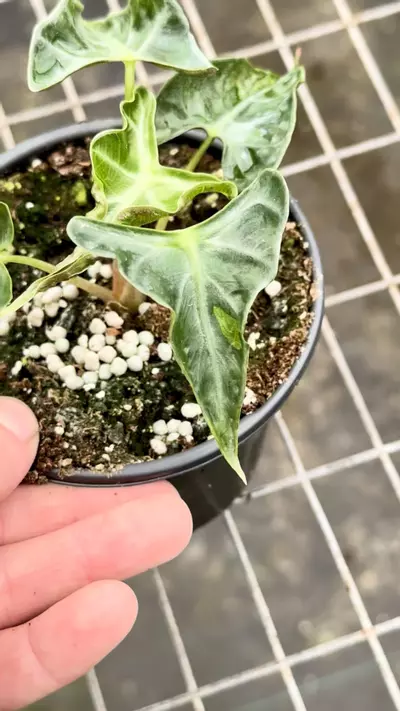 plant/Loco #2 sport -0-thumbnail