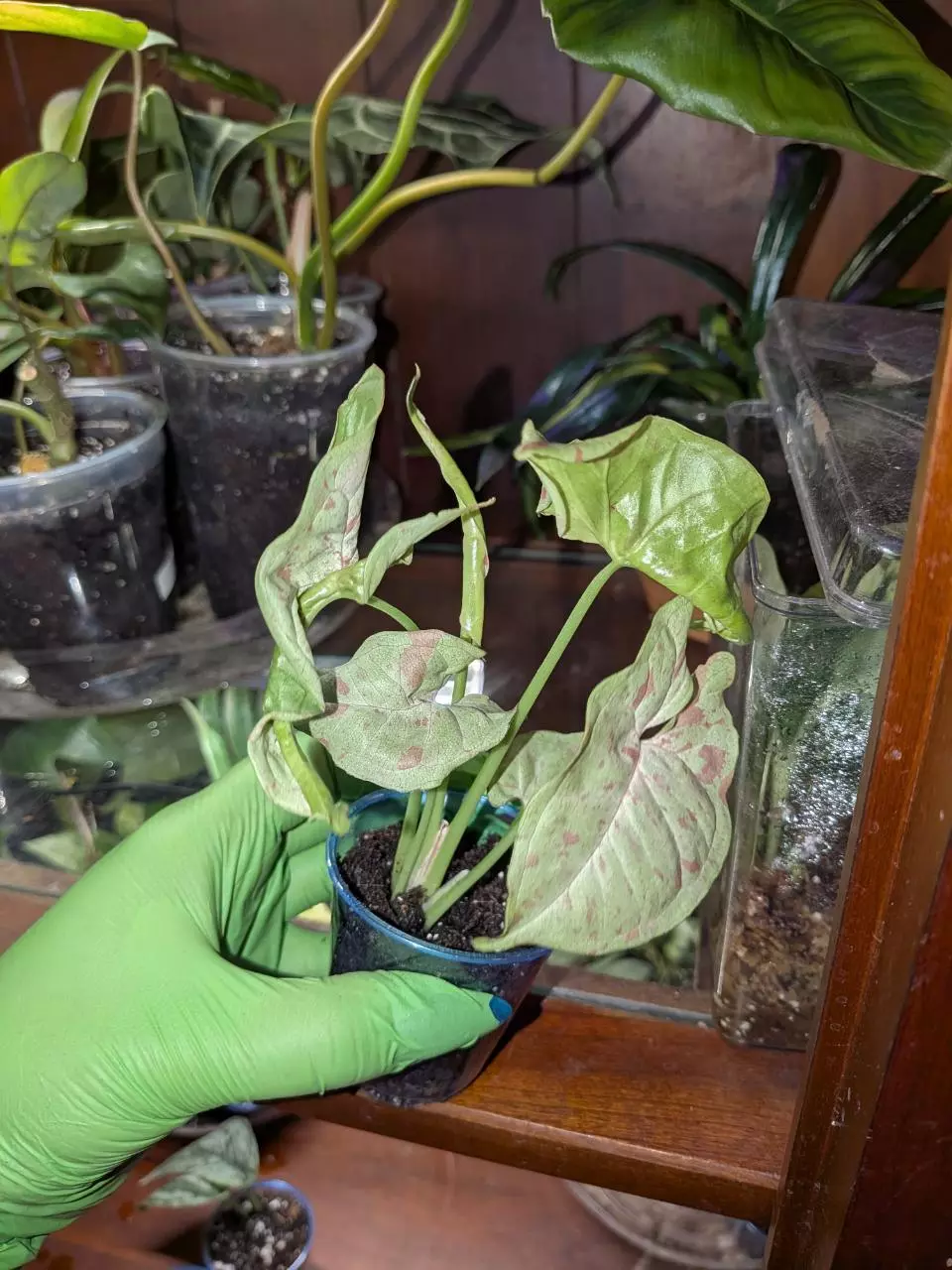 plant/Syngonium Milk Confetti #3-0