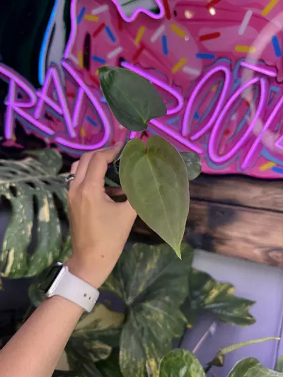 plant/Red Spider (ROJ x Forgetii)-0-thumbnail