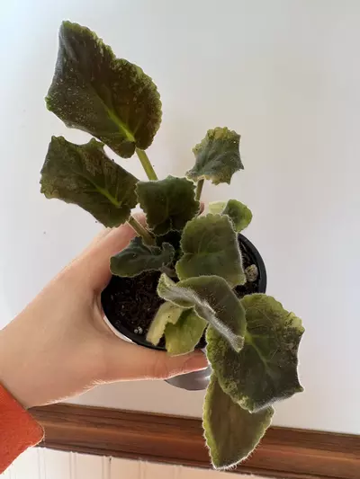 plant/Variegated African violet purple passion-0-thumbnail