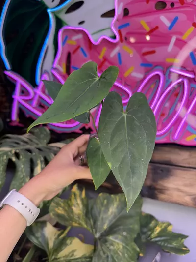 plant/BVIT x Self-0-thumbnail