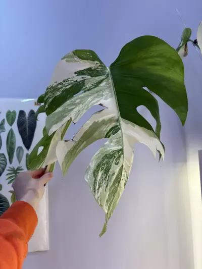 plant/Monstera Albo top cut starting to root large leaves-0-thumbnail