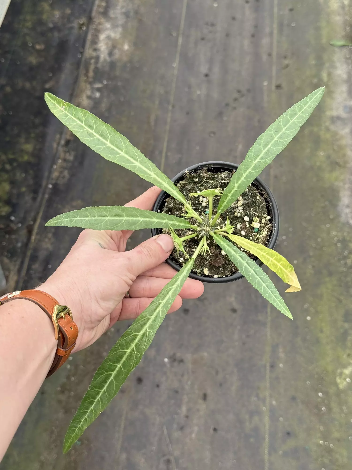 plant/Dorstenia #1 -0