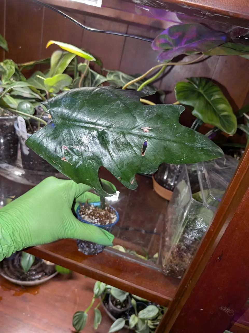 plant/Philo Mayoi #1-0