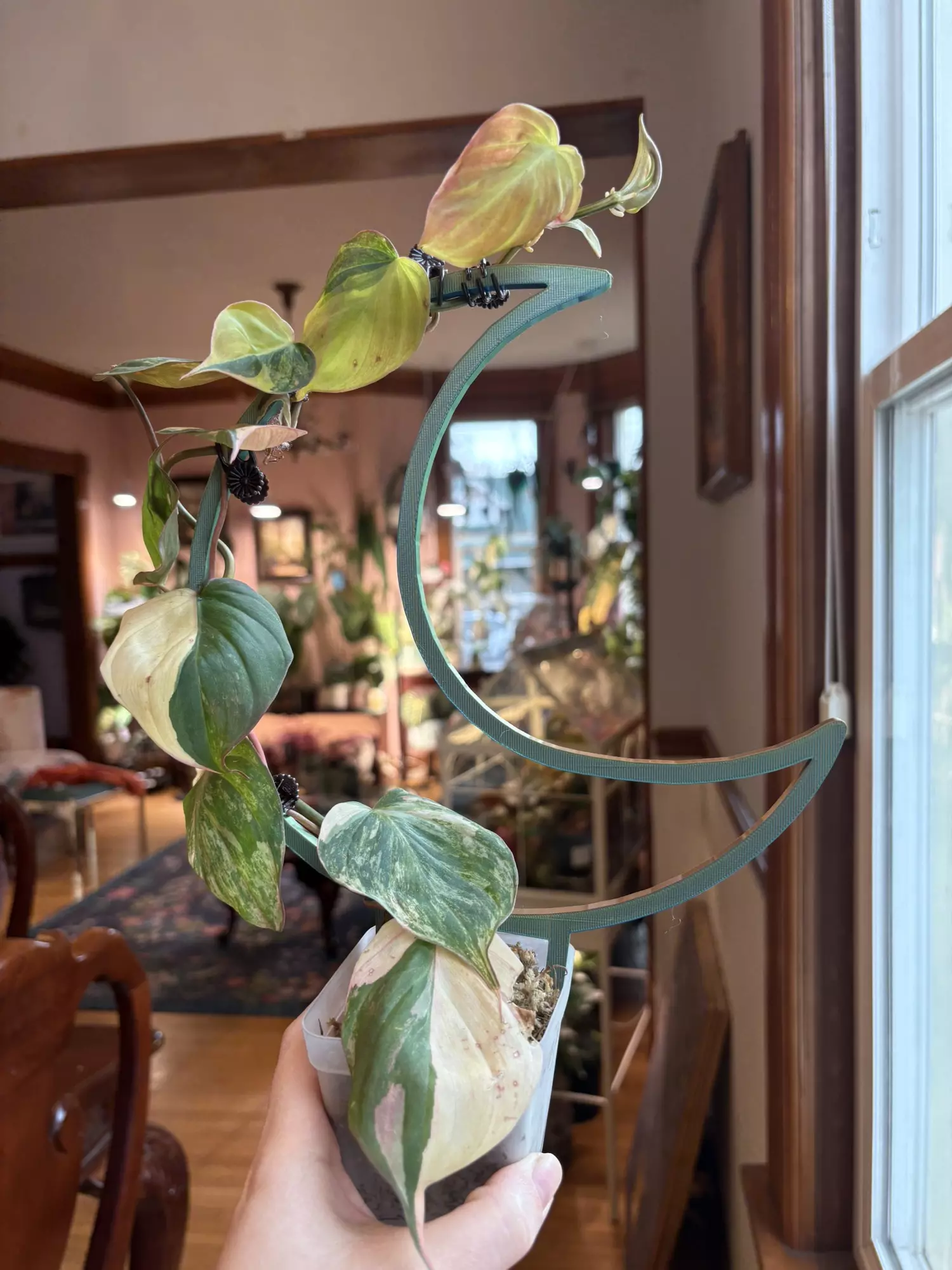 plant/Ferrari Micans with moon trellis-0