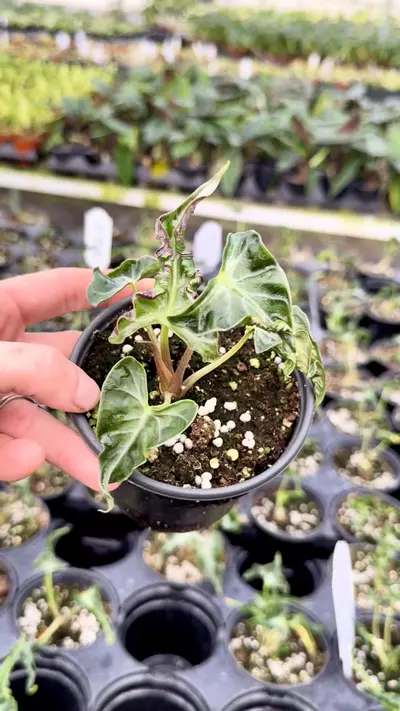 plant/Loco #3 -0-thumbnail