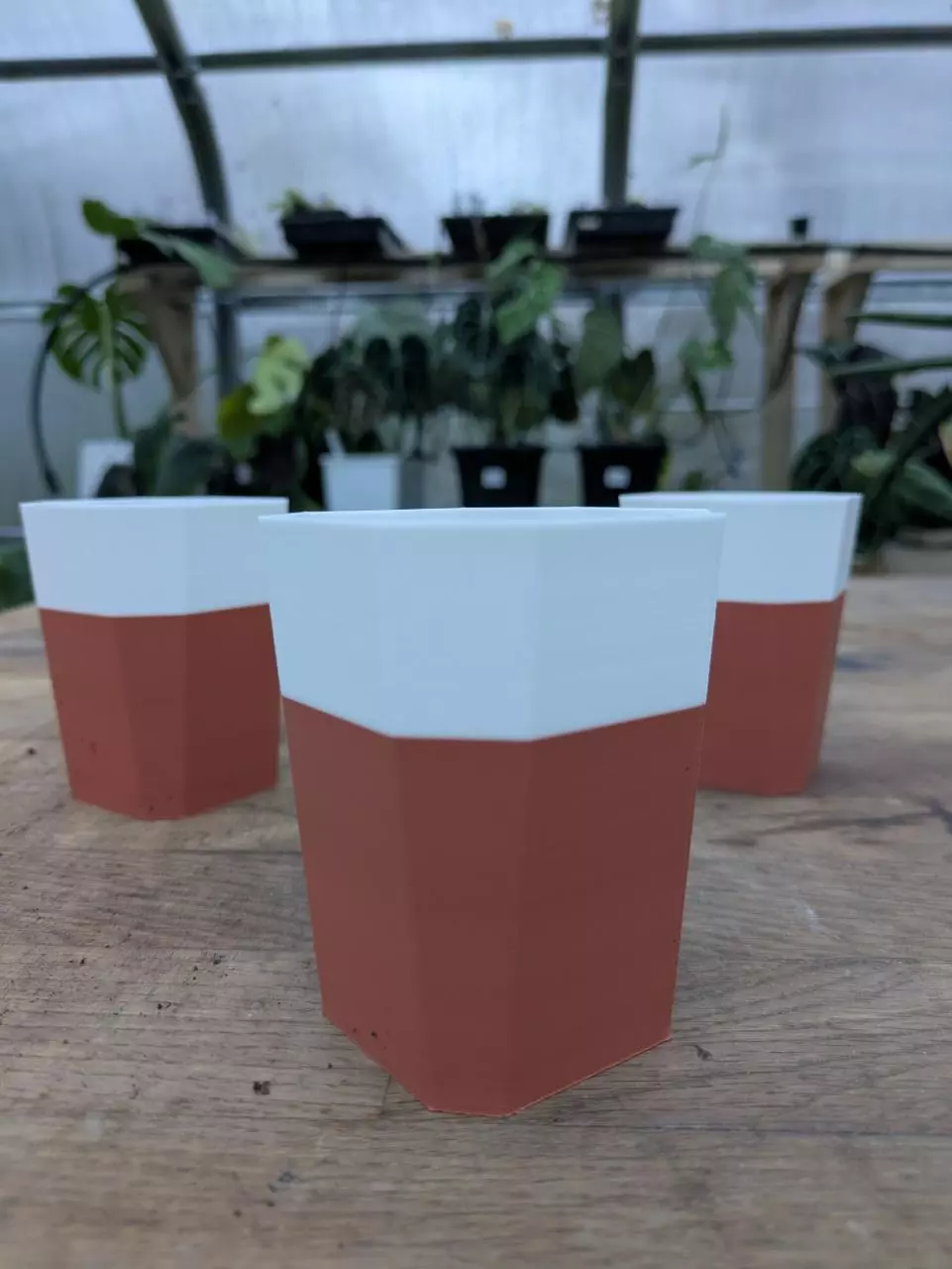plant/Set of 3 - small 2.5 x 3.6 - Drainage-0