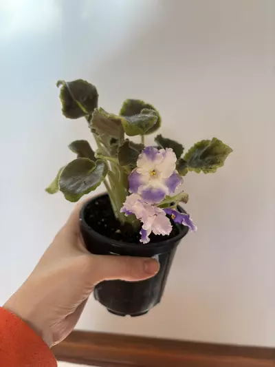 plant/Variegated African violet purple passion-1-thumbnail