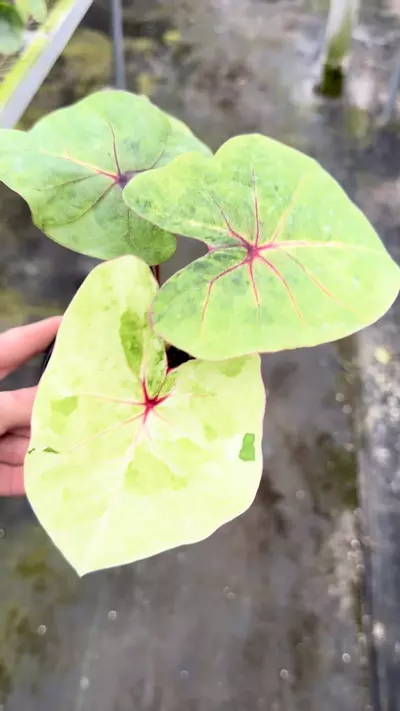 plant/Thai caladium -0-thumbnail