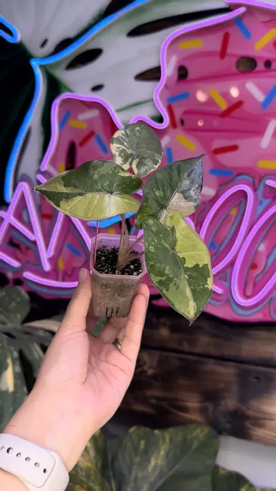 plant/High var Yucatán Princess Aurea corm grown-1-thumbnail