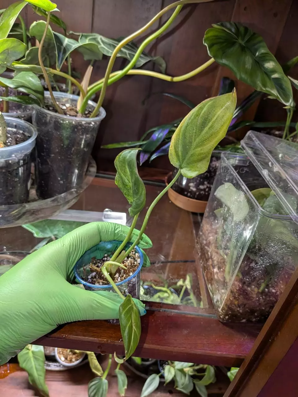 plant/Philo Gloriousum-0