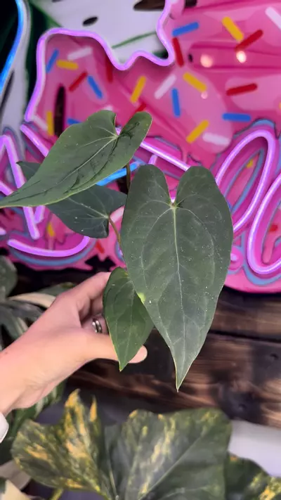 plant/BVIT x Self-2-thumbnail