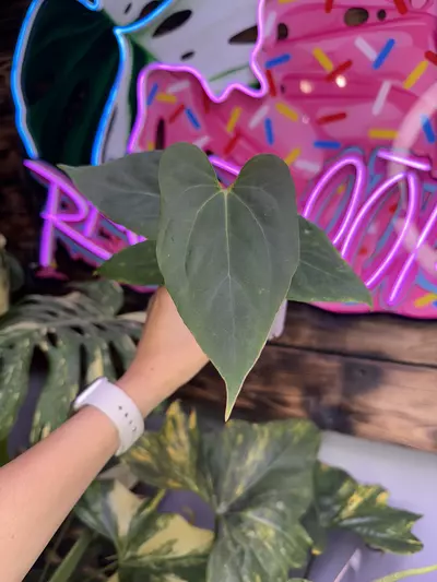 plant/Fort Sherman x Red Hawk-0-thumbnail