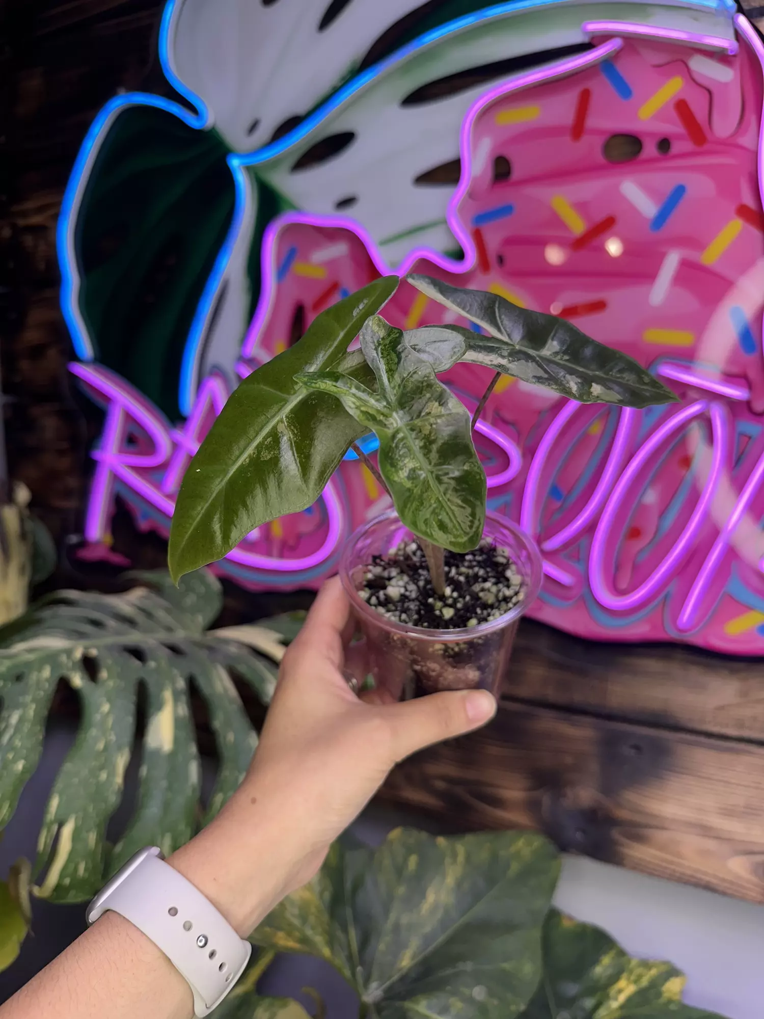 plant/Pink pseudosanderiana-1