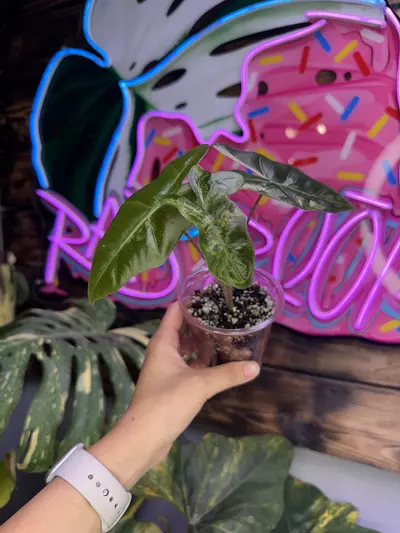 plant/Pink pseudosanderiana-1-thumbnail