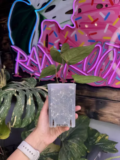 plant/Fort Sherman x Red Hawk-2-thumbnail