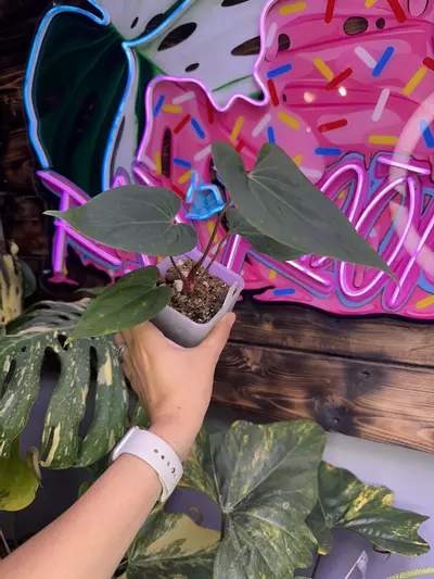 plant/Fort Sherman x Red Hawk-1-thumbnail