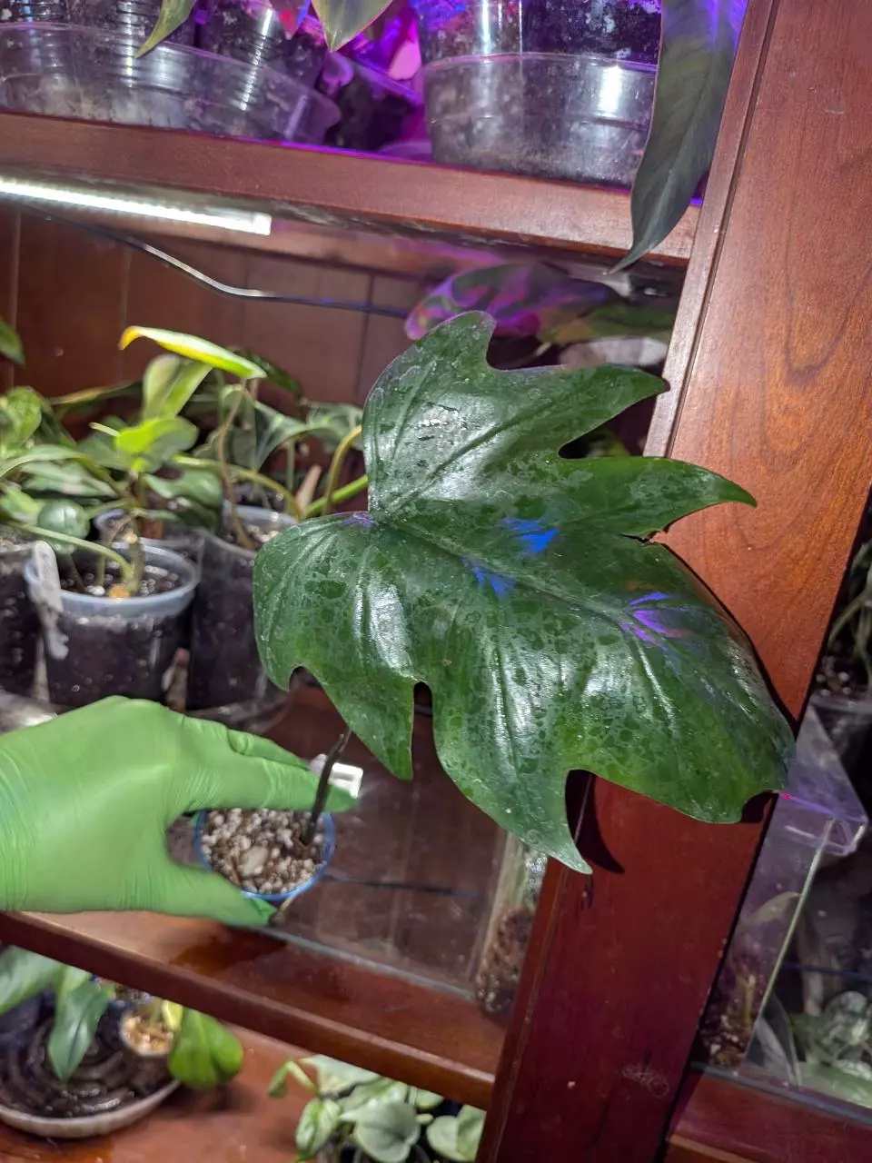 plant/Philo Mayoi #2-0