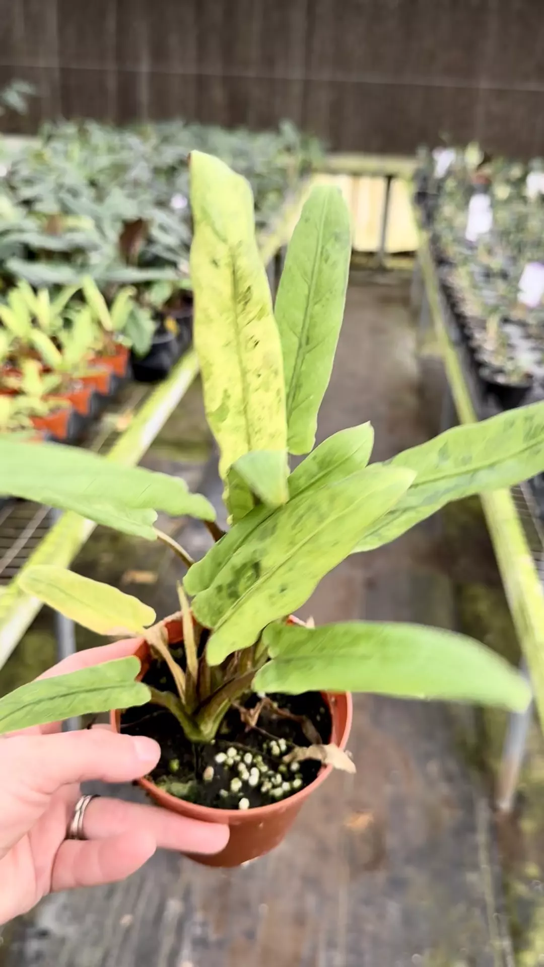 plant/Mint/tricolor lauterbachiana  -0