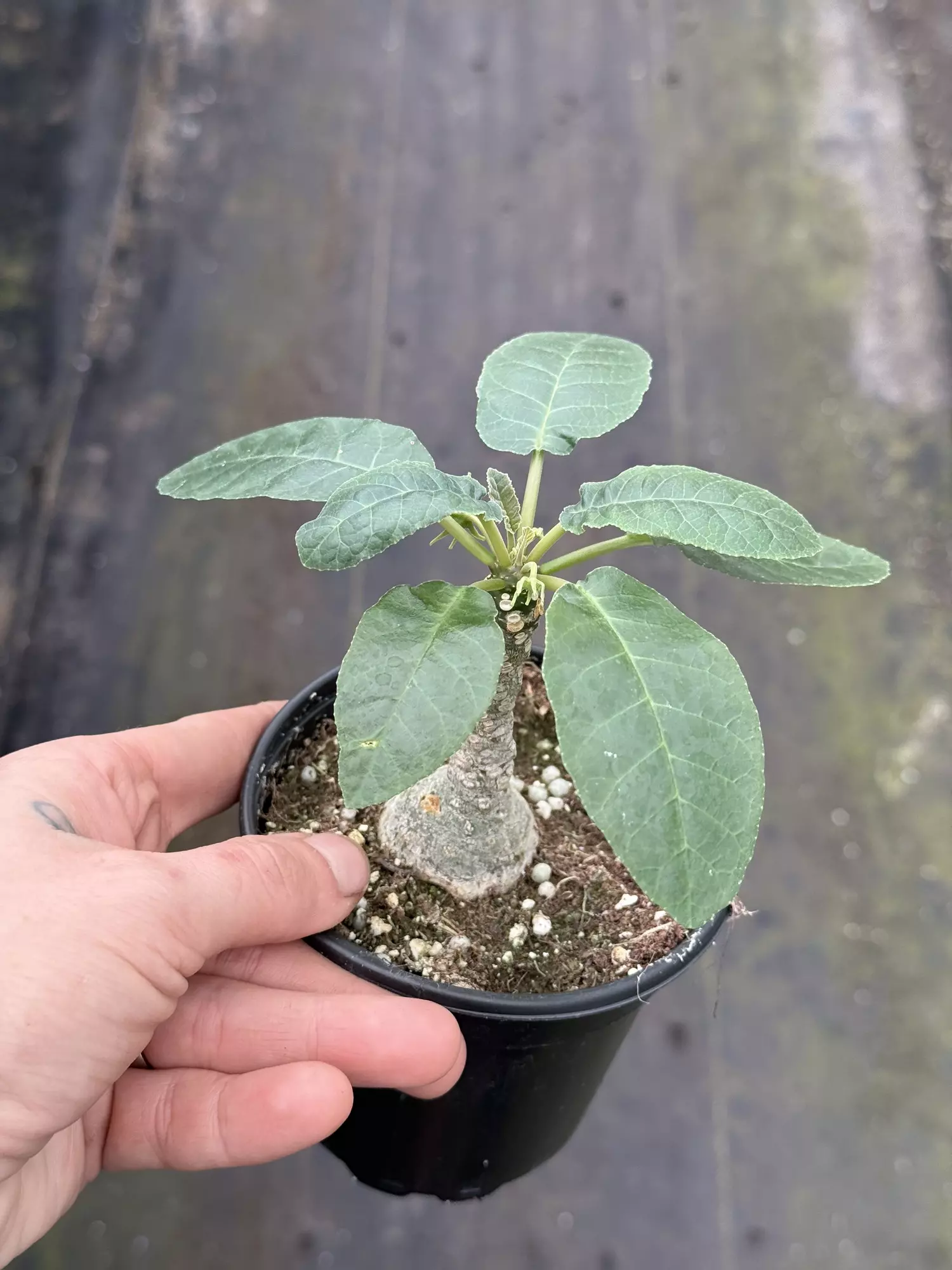 plant/Dorstenia #3 -0