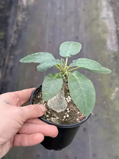 plant/Dorstenia #3 -0-thumbnail