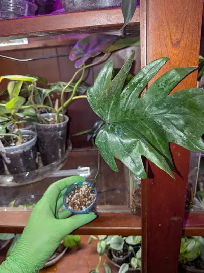 plant/Philo Mayoi #3-0-thumbnail