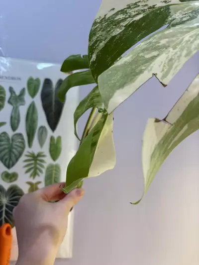 plant/Monstera Albo top cut starting to root large leaves-1-thumbnail
