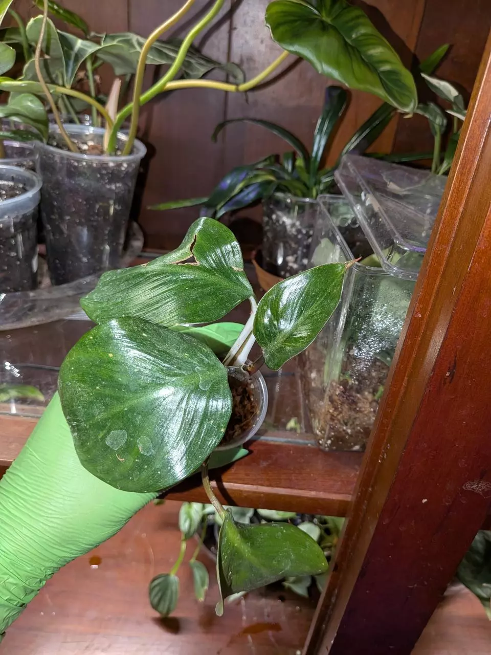 plant/Philo White Knight-0