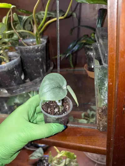 plant/Scindapsus Silver Hero-0-thumbnail