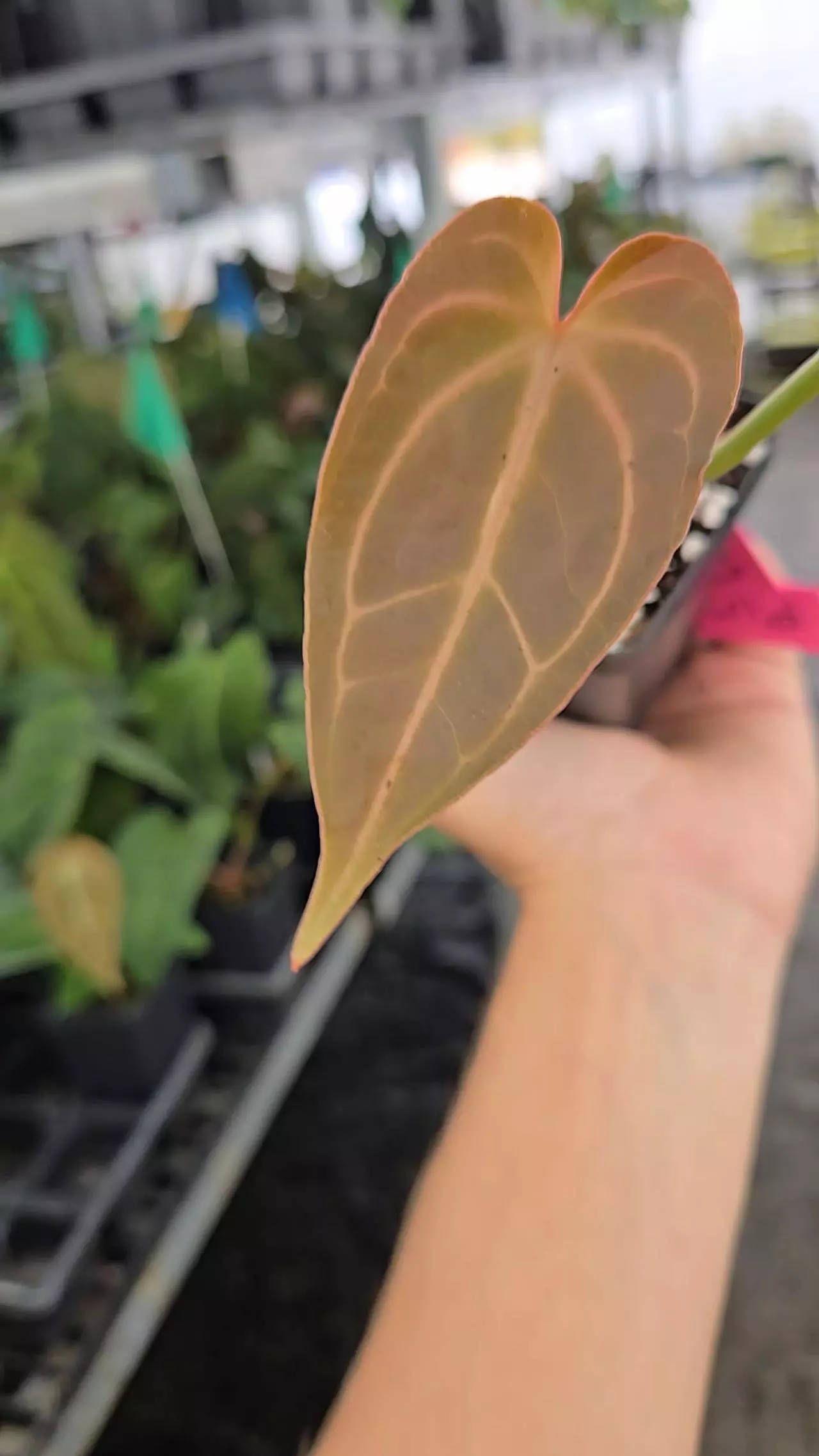 plant/P106 Dark chocolate red vein emergent. Swampmannii F2 ( S #3 x S. Round)-0