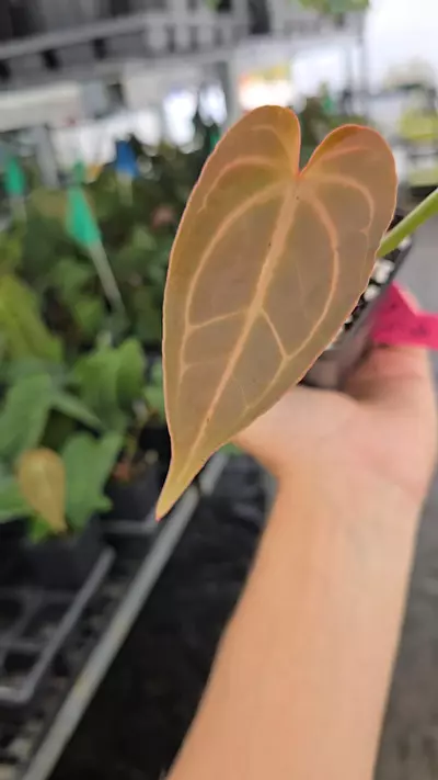 plant/P106 Dark chocolate red vein emergent. Swampmannii F2 ( S #3 x S. Round)-0-thumbnail