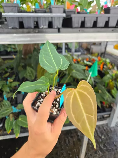 plant/P109 copper brown emergent. Mikes Mag Pap #2 x Tim Anderson Mag Pap #2-2-thumbnail