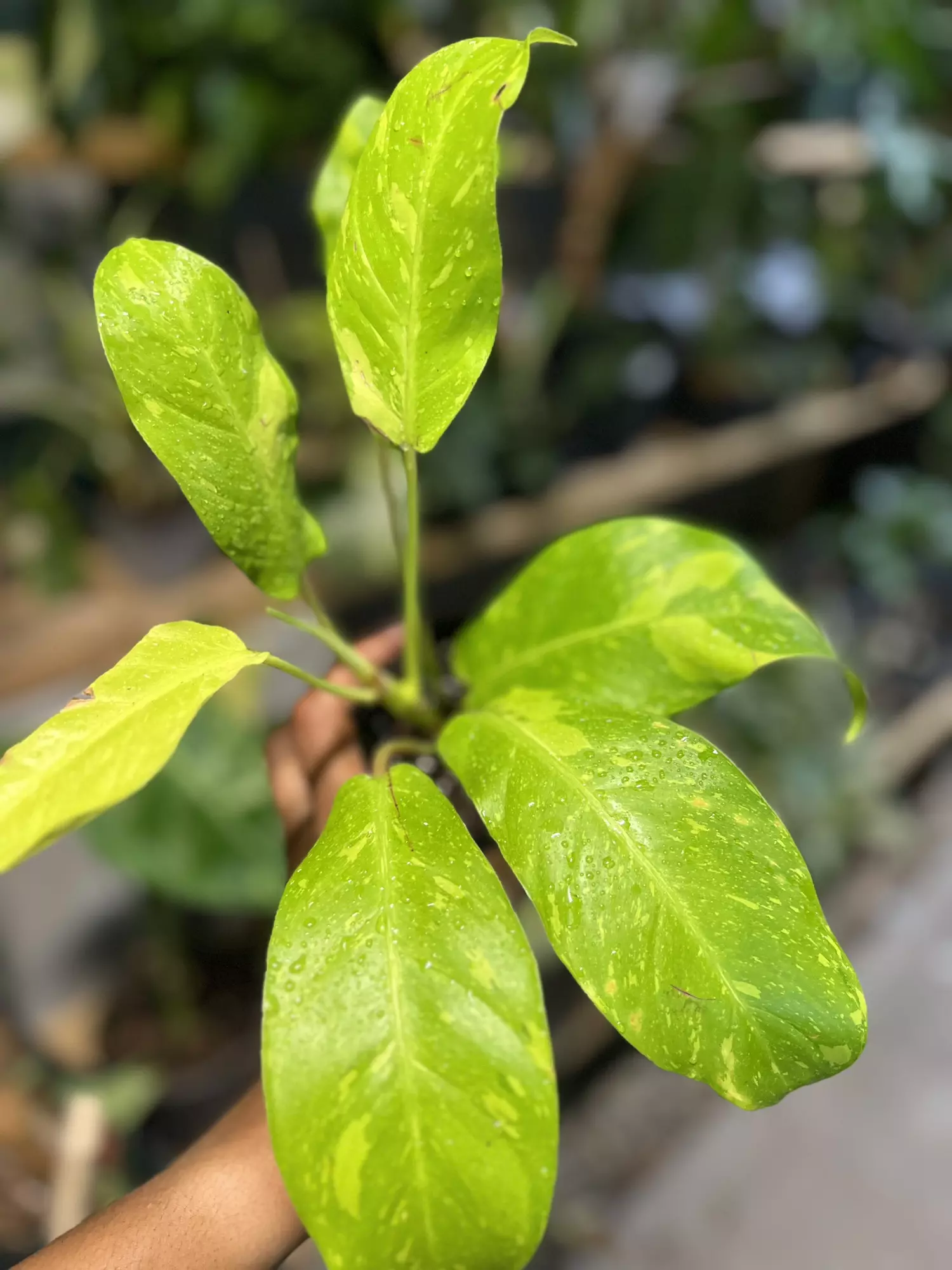 plant/Philodendron Golden Goddess Variegated -0