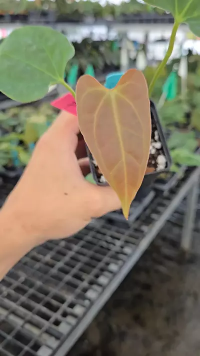 plant/P107 Dark green emergent. ( AOS / Tims Black) x Portillae NSE Dewey Fisk Clone-0-thumbnail