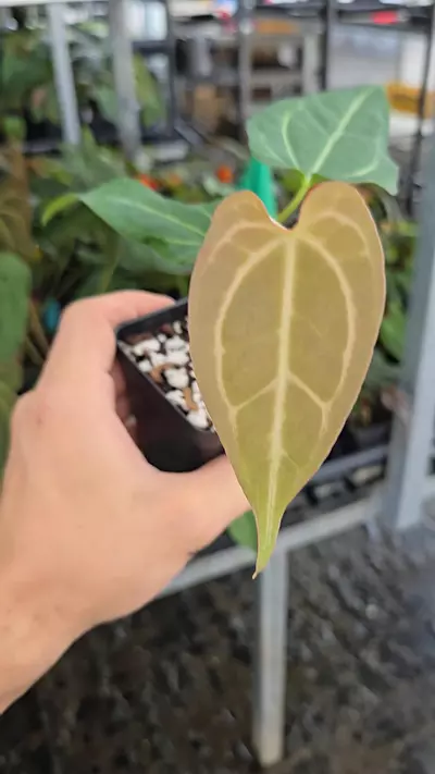 plant/P109 copper brown emergent. Mikes Mag Pap #2 x Tim Anderson Mag Pap #2-0-thumbnail