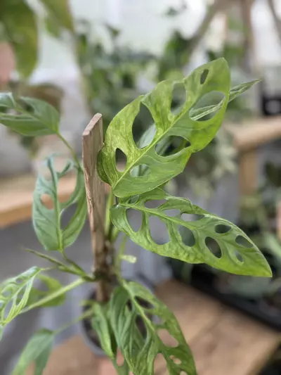 plant/CUTTING - Monstera Adansonii Mint (first pic is Mother)-0-thumbnail