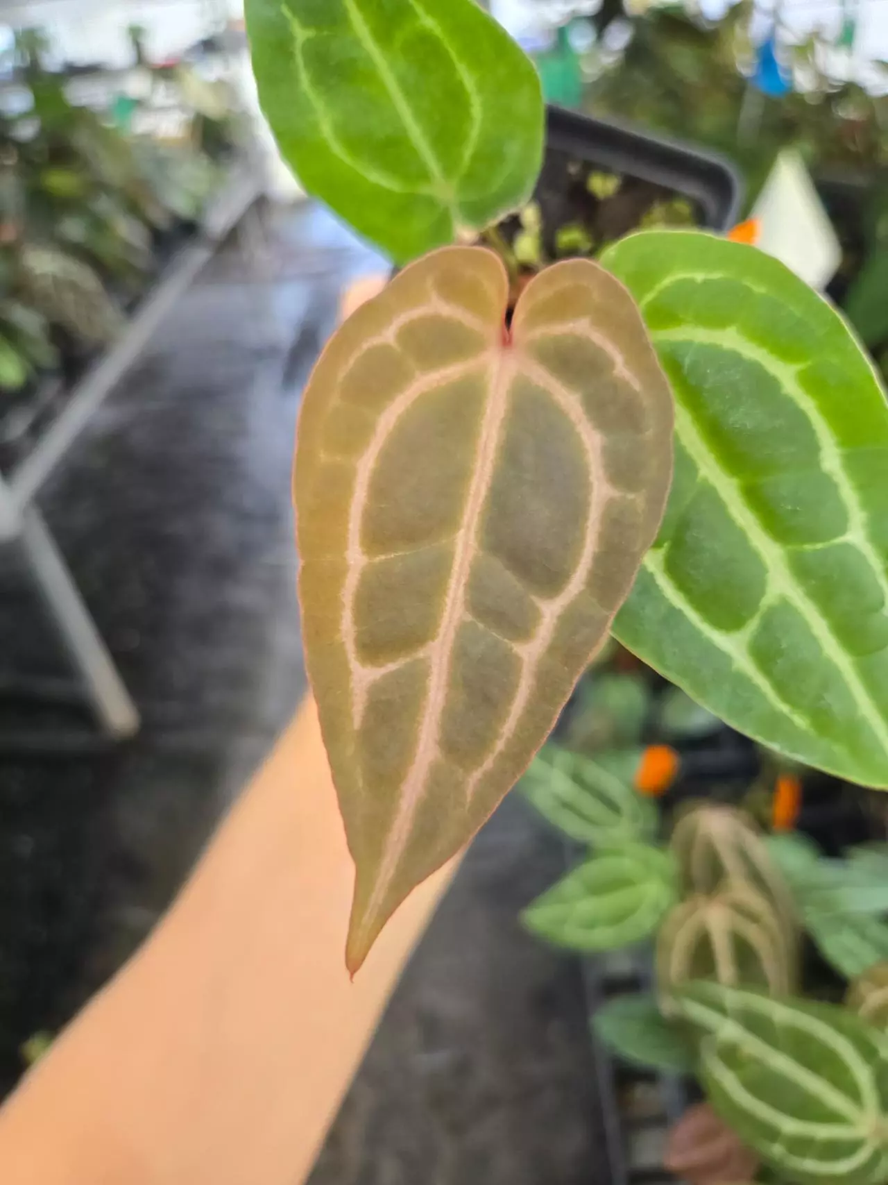 plant/P110 Purple emergent.( Tim Anderson Crystal Mag x Tims Black) x Doc Block Purple F2-1