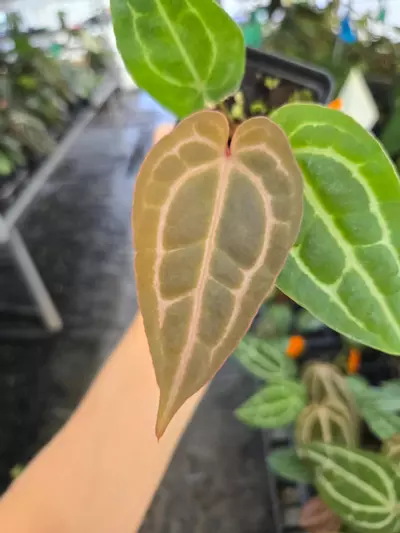 plant/P110 Purple emergent.( Tim Anderson Crystal Mag x Tims Black) x Doc Block Purple F2-1-thumbnail